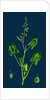 Rumex Scutatus; French Sorrel by Anonymous