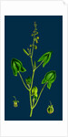 Rumex Scutatus; French Sorrel by Anonymous