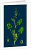 Rumex Scutatus; French Sorrel by Anonymous