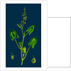 Rumex Scutatus; French Sorrel by Anonymous