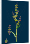 Rumex Acetosa; Common Sorrel by Anonymous