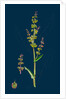 Rumex Acetosa; Common Sorrel by Anonymous