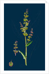 Rumex Acetosa; Common Sorrel by Anonymous