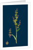 Rumex Acetosa; Common Sorrel by Anonymous