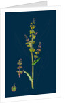 Rumex Acetosa; Common Sorrel by Anonymous
