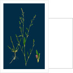 Polygonum Aviculare, Rurivagum; Common Knot-Grass by Anonymous