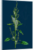 Chenopodium Album Var. Paganum; Green Goosefoot, Var. B. by Anonymous