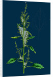 Chenopodium Album Var. Paganum; Green Goosefoot, Var. B. by Anonymous