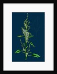 Chenopodium Album Var. Paganum; Green Goosefoot, Var. B. by Anonymous