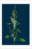 Chenopodium Album Var. Paganum; Green Goosefoot, Var. B. by Anonymous