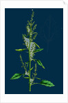Chenopodium Album Var. Paganum; Green Goosefoot, Var. B. by Anonymous