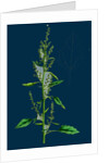 Chenopodium Album Var. Paganum; Green Goosefoot, Var. B. by Anonymous