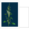 Chenopodium Album Var. Paganum; Green Goosefoot, Var. B. by Anonymous