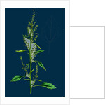 Chenopodium Album Var. Paganum; Green Goosefoot, Var. B. by Anonymous