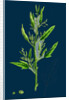 Chenopodium Ficifolium; Fig-Leaved Goosefoot by Anonymous