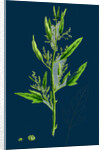 Chenopodium Ficifolium; Fig-Leaved Goosefoot by Anonymous