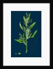 Chenopodium Ficifolium; Fig-Leaved Goosefoot by Anonymous