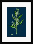 Chenopodium Ficifolium; Fig-Leaved Goosefoot by Anonymous