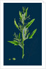 Chenopodium Ficifolium; Fig-Leaved Goosefoot by Anonymous