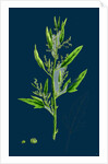 Chenopodium Ficifolium; Fig-Leaved Goosefoot by Anonymous