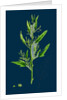Chenopodium Ficifolium; Fig-Leaved Goosefoot by Anonymous
