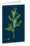 Chenopodium Ficifolium; Fig-Leaved Goosefoot by Anonymous