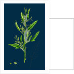 Chenopodium Ficifolium; Fig-Leaved Goosefoot by Anonymous