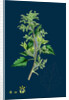 Chenopodium Murale; Nettle-Leaved Goosefoot by Anonymous