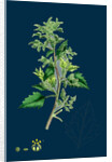 Chenopodium Murale; Nettle-Leaved Goosefoot by Anonymous