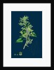 Chenopodium Murale; Nettle-Leaved Goosefoot by Anonymous