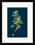 Chenopodium Murale; Nettle-Leaved Goosefoot by Anonymous