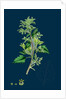 Chenopodium Murale; Nettle-Leaved Goosefoot by Anonymous