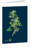 Chenopodium Murale; Nettle-Leaved Goosefoot by Anonymous