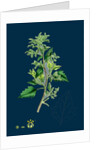 Chenopodium Murale; Nettle-Leaved Goosefoot by Anonymous