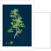 Chenopodium Murale; Nettle-Leaved Goosefoot by Anonymous