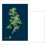 Chenopodium Murale; Nettle-Leaved Goosefoot by Anonymous