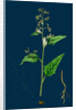Chenopodium Hybridum; Maple-Leaved Goosefoot by Anonymous