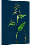 Chenopodium Hybridum; Maple-Leaved Goosefoot by Anonymous