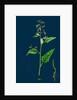 Chenopodium Hybridum; Maple-Leaved Goosefoot by Anonymous