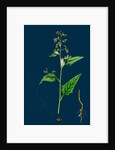 Chenopodium Hybridum; Maple-Leaved Goosefoot by Anonymous