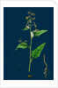 Chenopodium Hybridum; Maple-Leaved Goosefoot by Anonymous