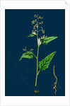 Chenopodium Hybridum; Maple-Leaved Goosefoot by Anonymous