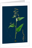 Chenopodium Hybridum; Maple-Leaved Goosefoot by Anonymous
