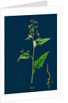 Chenopodium Hybridum; Maple-Leaved Goosefoot by Anonymous