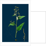 Chenopodium Hybridum; Maple-Leaved Goosefoot by Anonymous