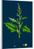 Chenopodium Urbicum; Upright Goosefoot by Anonymous