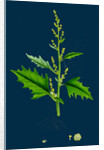 Chenopodium Urbicum; Upright Goosefoot by Anonymous