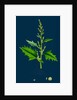 Chenopodium Urbicum; Upright Goosefoot by Anonymous