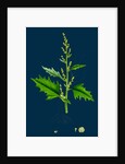Chenopodium Urbicum; Upright Goosefoot by Anonymous