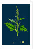 Chenopodium Urbicum; Upright Goosefoot by Anonymous